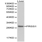 Trypsin-1 pAb