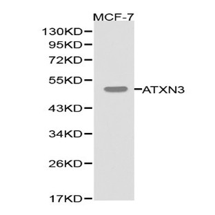 ATXN3 pAb