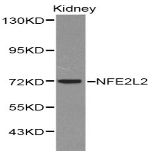 Nrf2 / NFE2L2 pAb