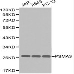 PSMA3 pAb