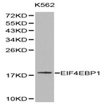 4E-BP1 pAb