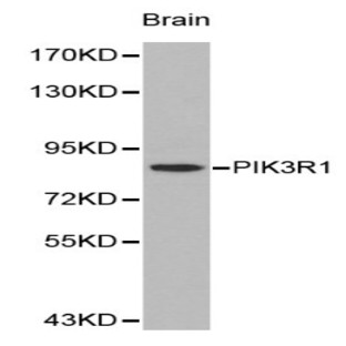 PI3K p85(alpha) pAb