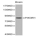 PI3K p85(alpha) pAb