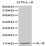 IL-2 pAb