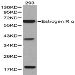 Bs6424_wb