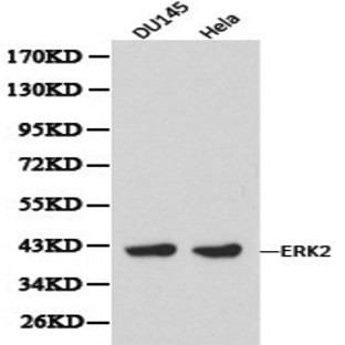 ERK2 (p42 MAPK) pAb