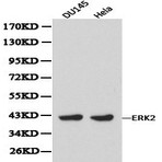 ERK2 (p42 MAPK) pAb