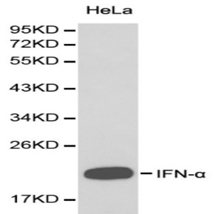 IFN-(alpha) pAb