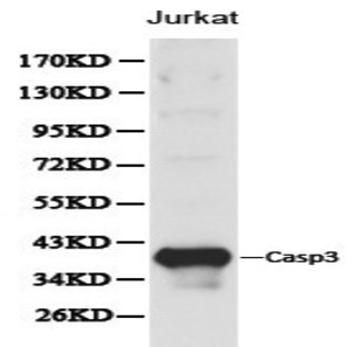 Caspase 3 pAb