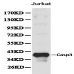 Caspase 3 pAb