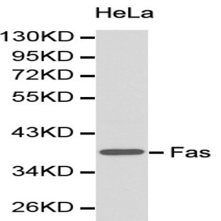 CD95/FAS pAb