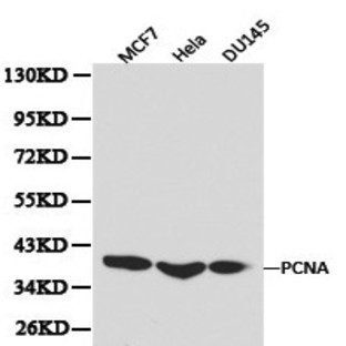 PCNA pAb