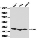 PCNA pAb