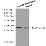 CD40 Ligand pAb