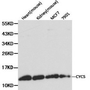 Cytochrome c pAb