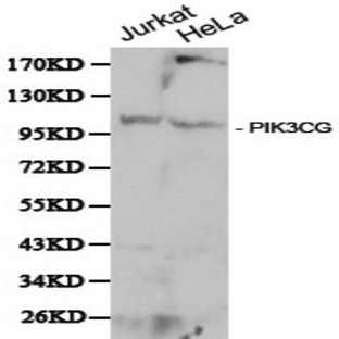 PI3K p110(gamma)(PIK3CG) pAb