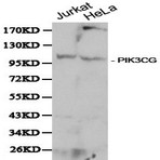 PI3K p110(gamma)(PIK3CG) pAb