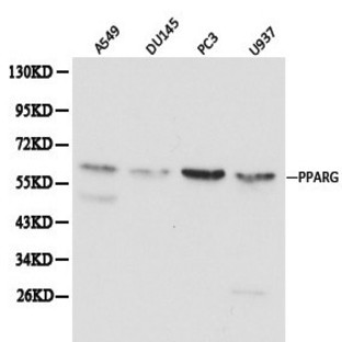 PPAR(gamma) pAb