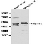 Caspase 9 pAb