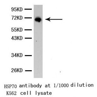 HSP70 pAb