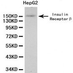 Insulin Receptor pAb