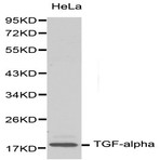 TGF(alpha) pAb