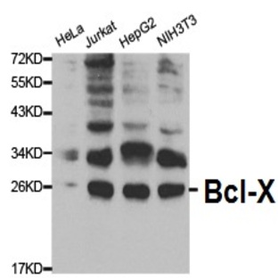 Bcl-X pAb