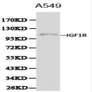 IGF-IR pAb