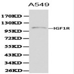 IGF-IR pAb