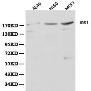 IRS-1 pAb