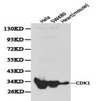 Cdk1/Cdc2 pAb