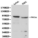 PKC (alpha) pAb