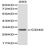 CD40 pAb