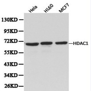 HDAC1 pAb