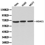 HDAC1 pAb