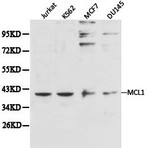 MCL1 pAb