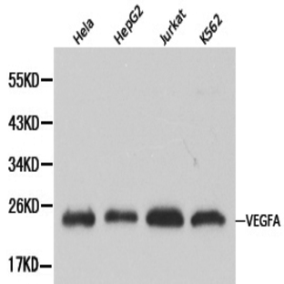 VEGF-A pAb