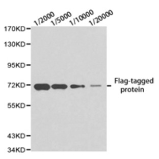 Flag-tag mAb