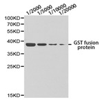 GST-tag pAb