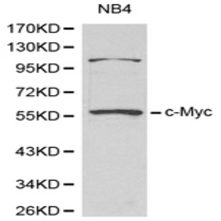 Myc-tag mAb