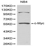 Myc-tag mAb