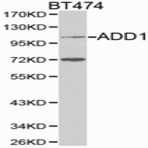 Adducin (alpha) pAb