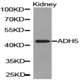 ADH5 pAb