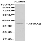 Annexin 2 pAb