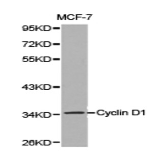 Cyclin D1 pAb