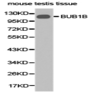 BUB1B pAb