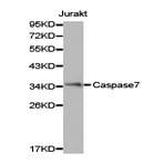 Caspase 7 pAb