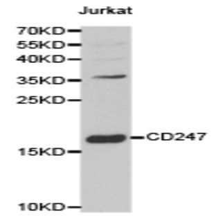 CD3 (zeta)pAb