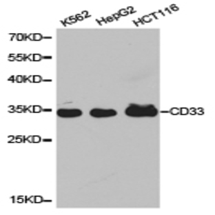 CD33 pAb