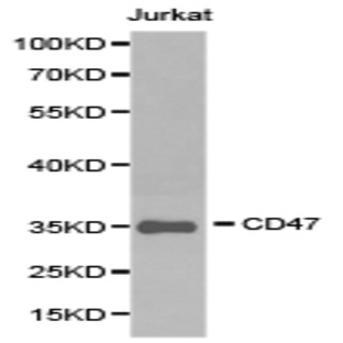 CD47 pAb